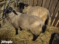 公羊, White Suffolk sheep — 照片 3