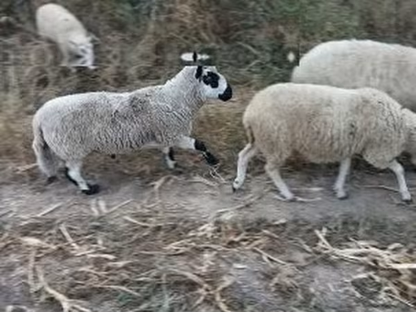 Баран, Cerry Hill sheep