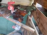 Chickens — 写真 1