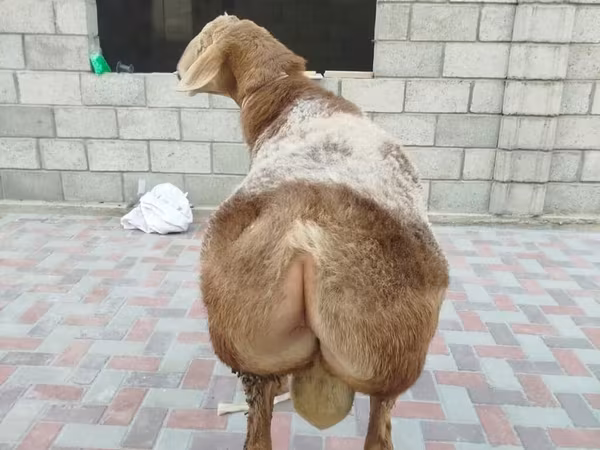 मेढ़ा, Rhon sheep
