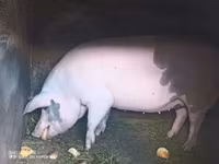 Sow, Pigs — photo 1