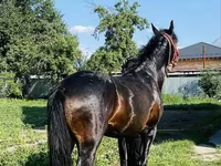 Pastuv, Swedish warmblood horse — fotografija 6
