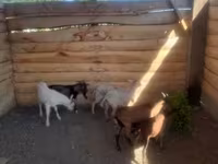 Cabro, Cabras — foto 8