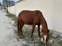 Pastuv, Karabakh horse — fotografija 3