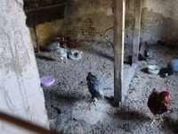 Guinea fowl — fotografija 5