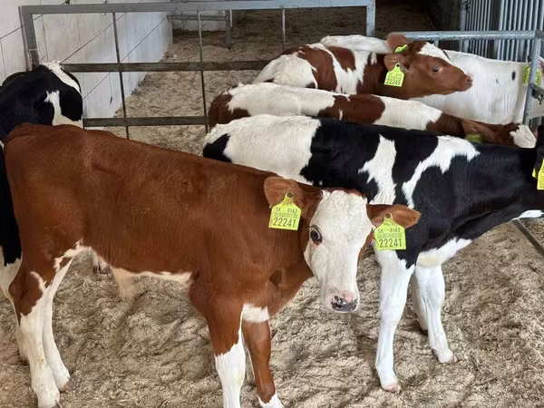 Goveda (partija, pol nije naveden), Simmental cattle