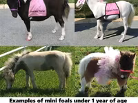 Pastuv, Miniature horse — fotografija 1