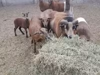 雄羊, Cameroon sheep — 写真 1