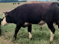 Bik, Hereford — fotografija 1