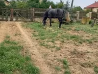 Hengst, Lipizzaner — Foto 6
