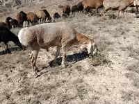Owca, Arashan sheep — zdjęcie 1