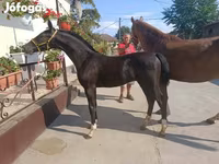 Hengst, Dutch warmblood horse — Foto 3