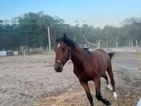 Cavalo, Cavalos — foto 1