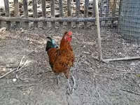 Chickens — zdjęcie 5