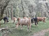 Kuh, Simmental cattle — Foto 7