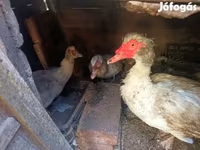 Ducks — Foto 1
