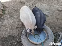 Boar, Вьетнамская вислобрюхая — photo 5
