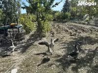 Geese — fotografija 2