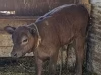 Cow, Cattle — photo 4