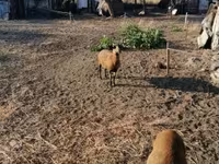 Oveja, Cameroon sheep — foto 1