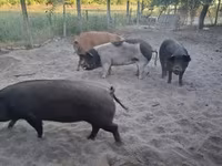 Eber, Schweine — Foto 5