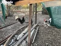 Chickens — Foto 3