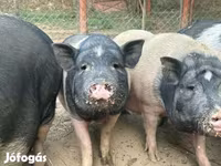 Schweine (Partie, Geschlecht nicht angegeben), Schweine — Foto 2