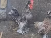 Chickens — zdjęcie 8