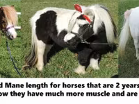 Pastuv, Miniature horse — fotografija 5