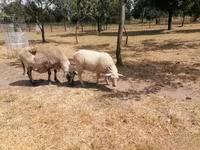भेड़, White Suffolk sheep — फ़ोटो 5