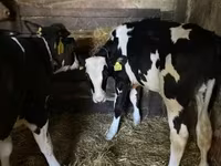 Toro, Raza Holstein — foto 2