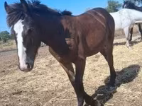 Caballo, Caballos — foto 3