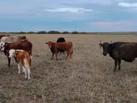 Krava, Ukrainian grey cattle — fotografija 2