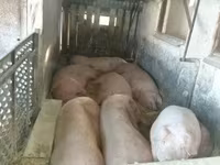 猪（批次，未指定性别）, Pigs — 照片 4