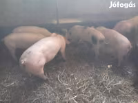 公猪, Pigs — 照片 1