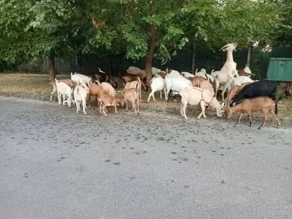 बकरी, बकरियाँ