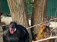Chickens — 照片 4