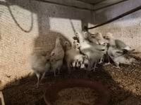 Turkeys — foto 6