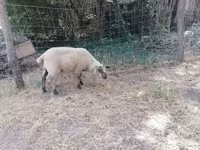 भेड़, White Suffolk sheep — फ़ोटो 6