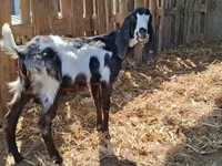 Jarac, Kamori goats — fotografija 3