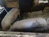 Säue, Schweine — Foto 3