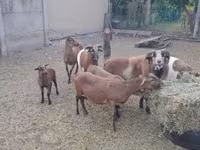 मेढ़ा, Cameroon sheep — फ़ोटो 7