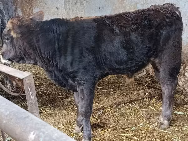 Bull, Aberdeen-Angus