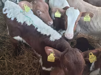 Bik, Simmental cattle — fotografija 1