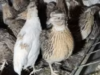Quails — zdjęcie 1