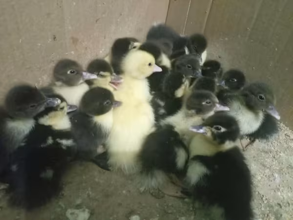 domaća muskovska patka