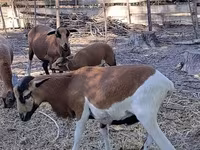 Baran, Cameroon sheep — zdjęcie 4