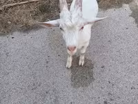 Cabra, Saanen goat — foto 2