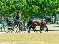 At, Hungarian horse breed — foto 7