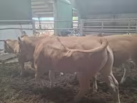 Krava, Blonde d’Aquitane cattle — fotografija 3